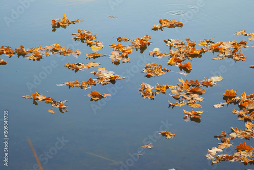 Autumn dry oak leaves on the surface of the water