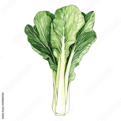 Vibrant Bok Choy Illustration Fresh Green Leaves and Pale Stem