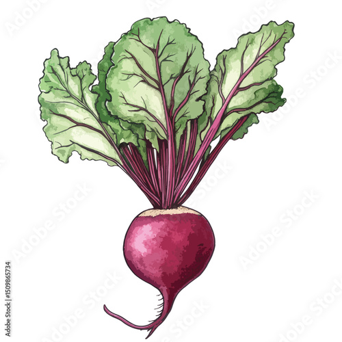 Vibrant Beetroot with Lush Green Leaves Watercolor Style Illustration