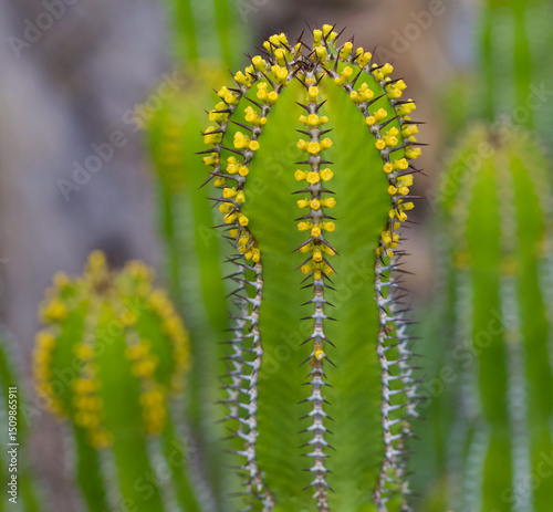 Beautiful close-up of euphorbia volkmannae photo