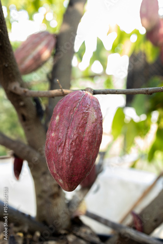 Cacao Tree (Theobroma cacao). Organic cocoa fruit pods in nature. photo