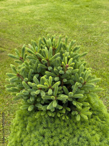 Trimmed conifer tree with unusual new growth on top. Decorative evergreen in garden showing irregular shape after pruning.