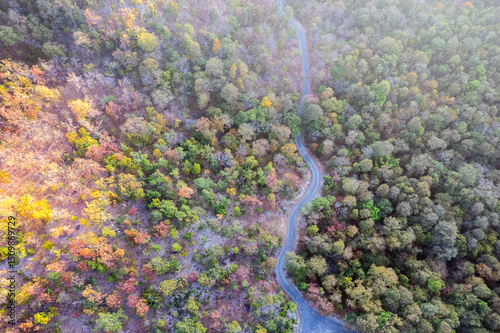 Scenic topdown shot of a deciduous forest changing leaves at the height of autumn. Picturesque flying view of the vibrant