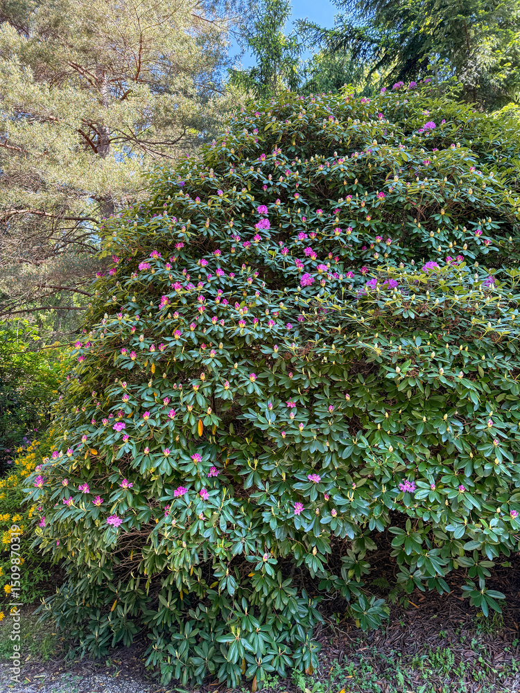 Obraz premium Large blooming rhododendron shrub with pink flowers in a public park. Ornamental evergreen bush in springtime surrounded by trees.