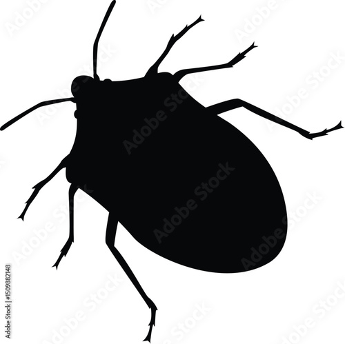 macro image of a southern green stink bug, scientific name is nezara viridula isolated on white background.eps