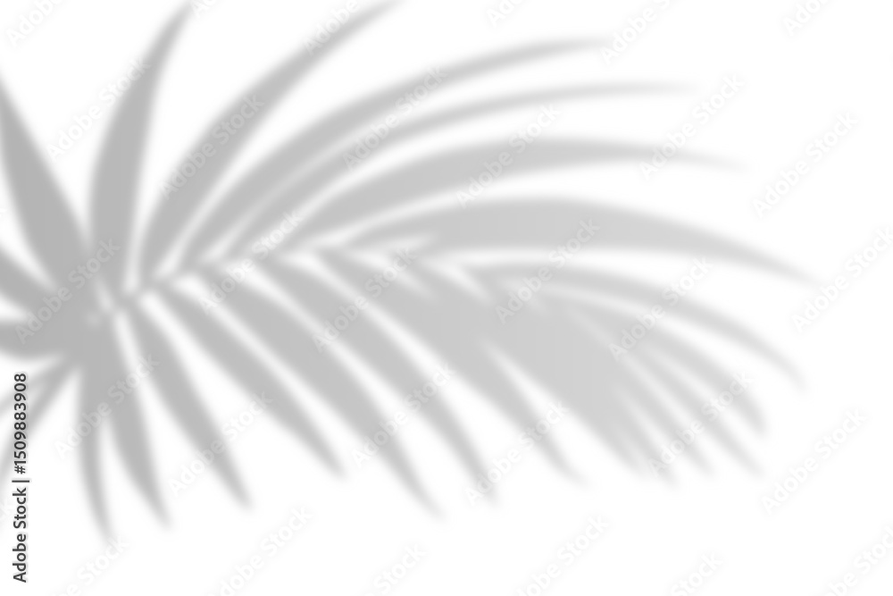 Fototapeta premium Realistic shadow from palm leaves isolated on a transparent background with copy space. Tropic concept with coconut leaf shadow. Vector illustration
