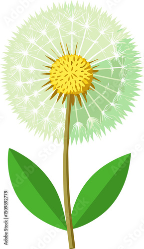 dandelion flower isolated on white background