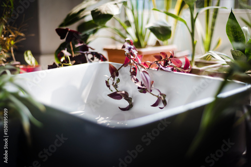 Purple wandering jew plant in white square sink