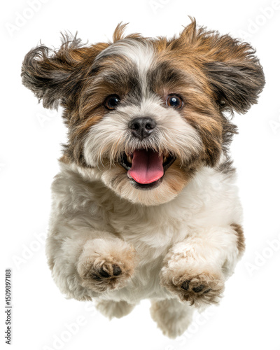 Jumping Shih Tzu dog with joyful expression, showcasing its fluffy fur and playful demeanor. This adorable pet exudes happiness and energy, making it delightful companion