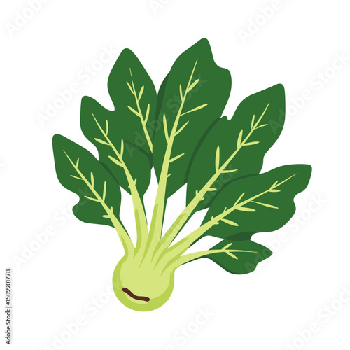 Stylized Bok Choy Vector Illustration with Green Leaves and White Stalks on White Background
