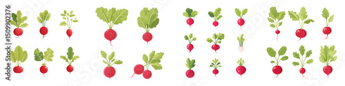 Fresh and vibrant radishes with lush green leaves, showcasing varying sizes and orientations for culinary inspiration and botanical illustration