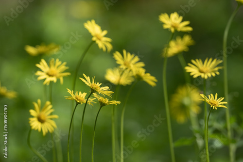 Yellow wildflower from the Doronicum family that grows in nature.