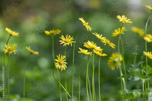 Yellow wildflower from the Doronicum family that grows in nature.