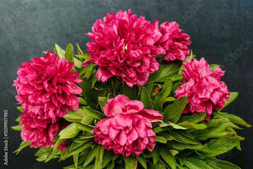 red peonies