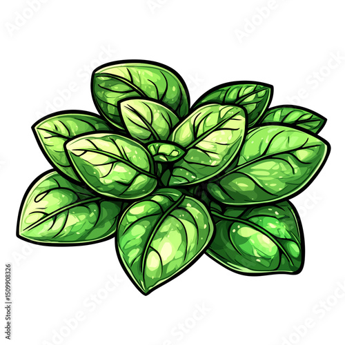 Japanese spinach isolated white background 