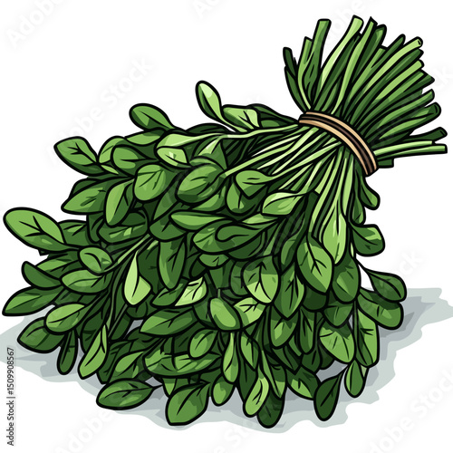 Japanese spinach on white background 