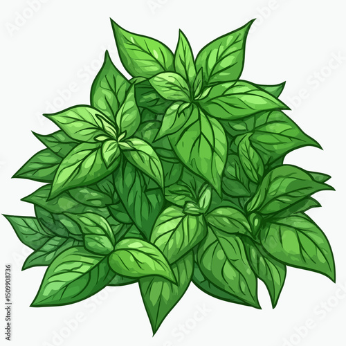 Illustration of a japanese spinach 