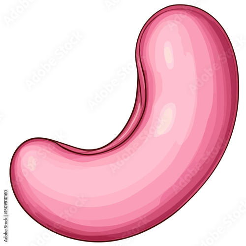 Vector kidney beans 