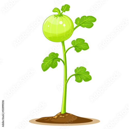 Illustration of a kohlrabi 