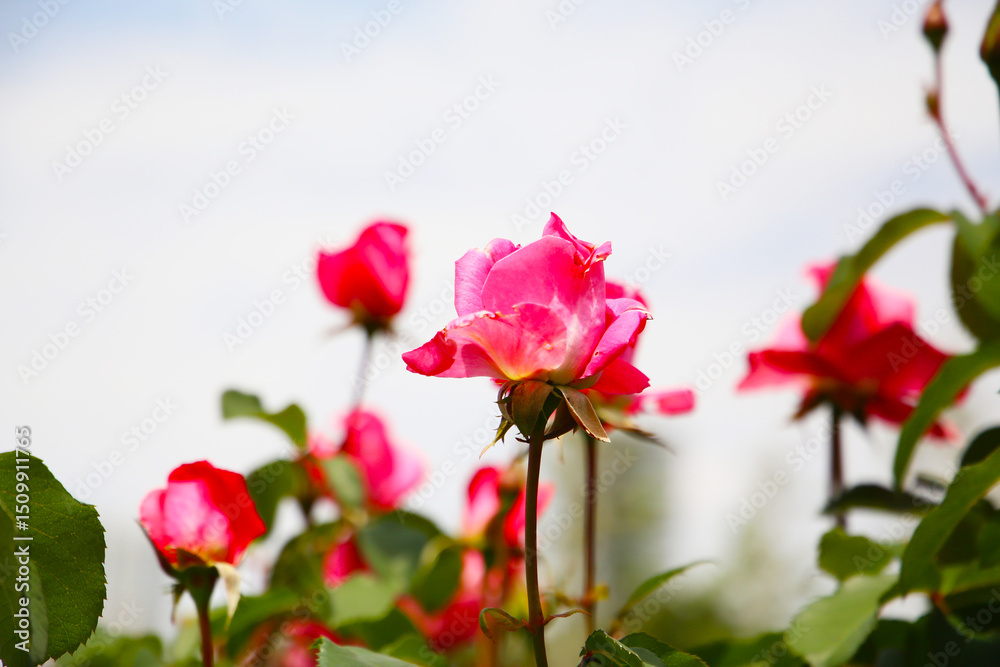 Beautiful roses in full bloom at the Japanese Rose Garden. Beautiful roses in full bloom at the Japanese Rose Garden.