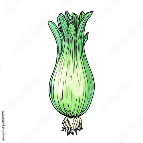 Vector illustration of a leek