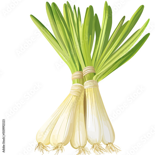 Vector lemongrass 