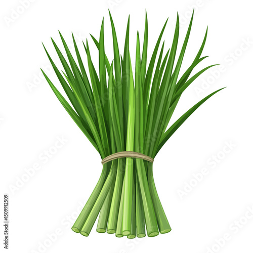 Lemongrass vector 
