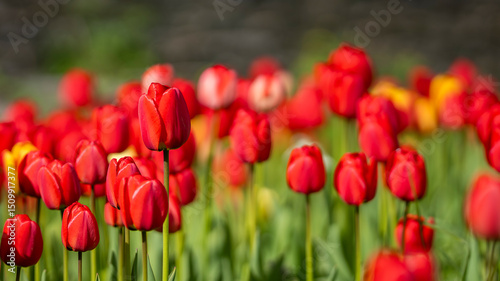 Foto Red tulips background