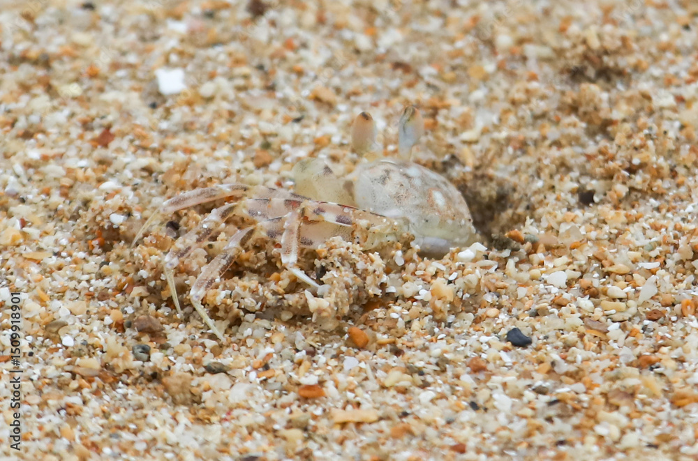 A crab is laying on the sand A crab is laying on the sand