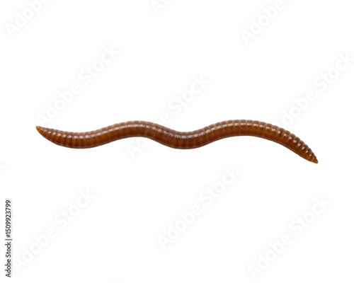 Worms on transparent background