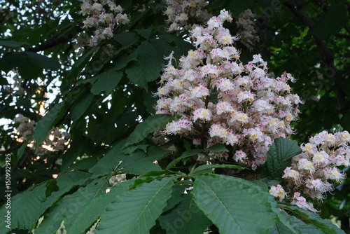 pink and white flowers