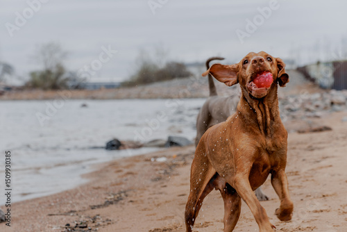 Photography Two hunting dogs running on the beach with a ball
