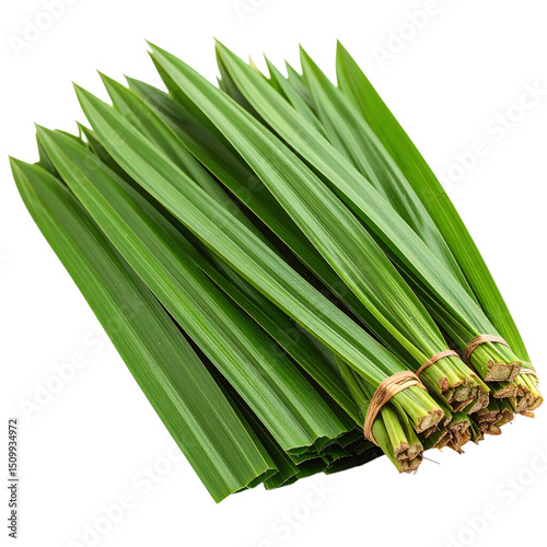 Bundles of fresh pandan leaves tied together, known for their aromatic fragrance and culinary uses in Southeast Asian cuisine photo
