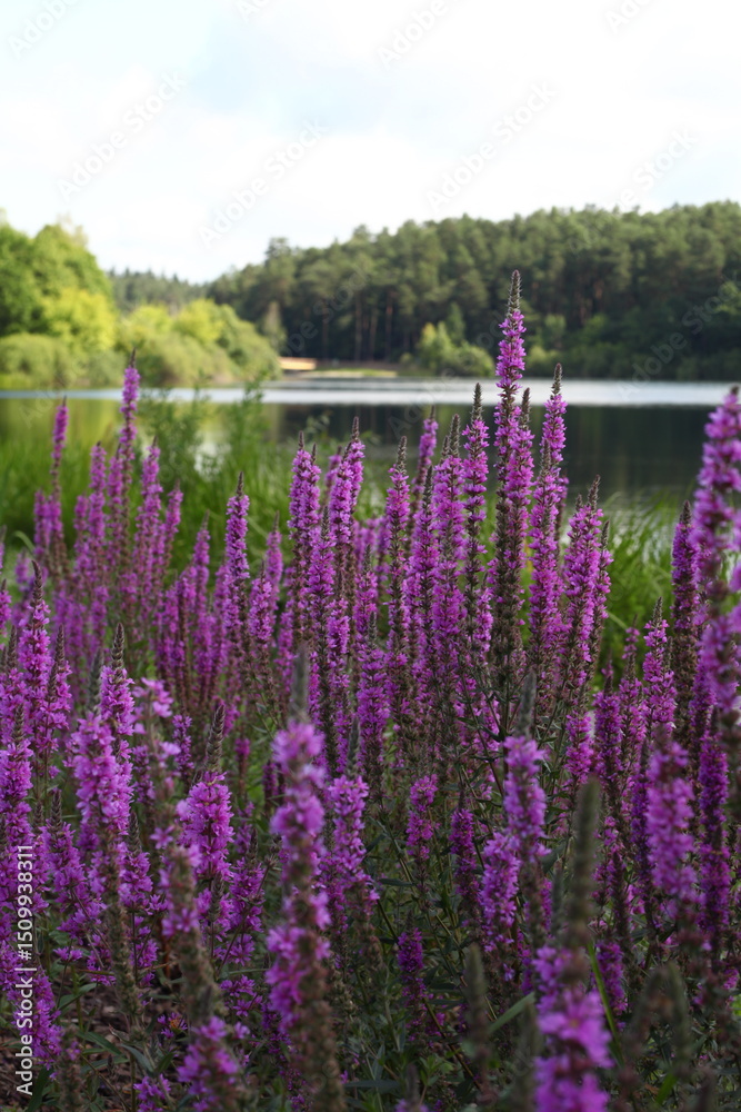 Fototapeta premium Olsztyn, Poland - July 17, 2013: Vibrant purple wildflowers bloom near tranquil lake surrounded by lush greenery, showcasing the beauty of nature in a serene outdoor setting
