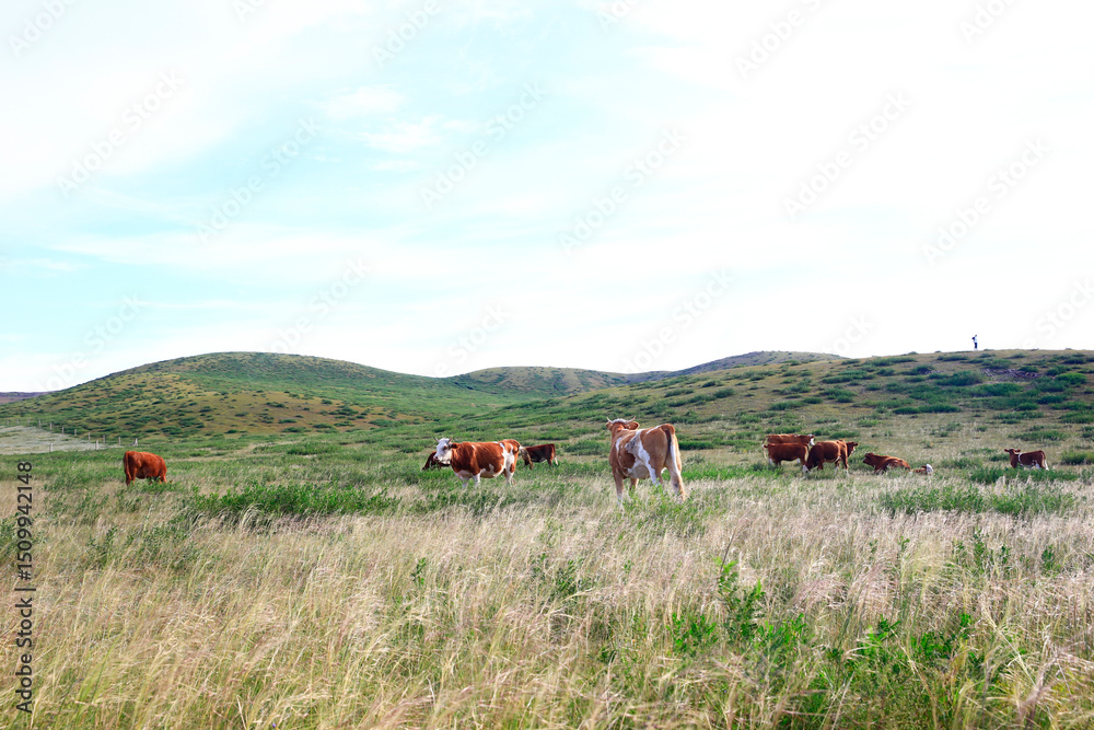 Fototapeta premium The cattle are eating grass on the grassland