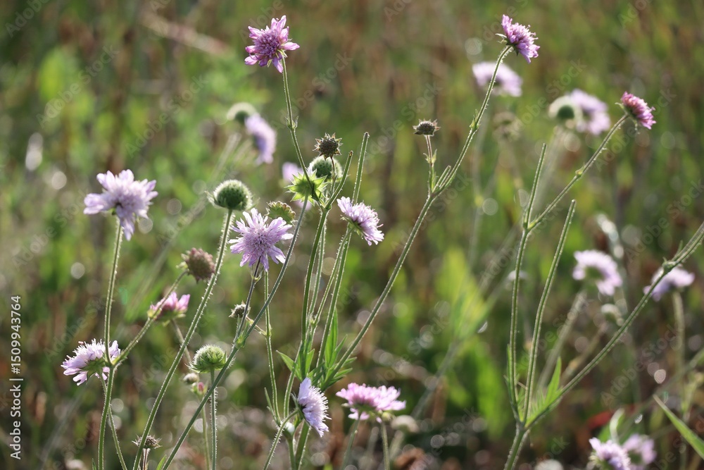 Field scabious in Backlight Field scabious in Backlight
