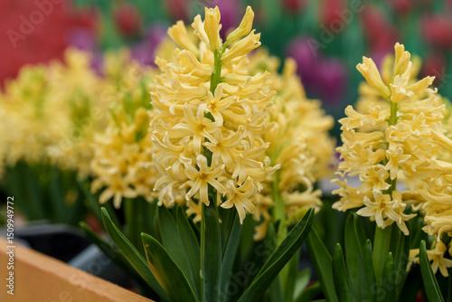 Close-up photo of yellow hyacinth flowers blooming in early summer