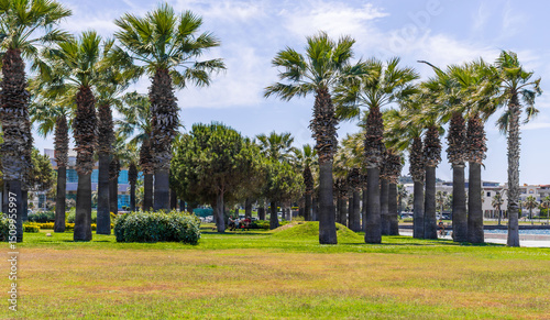 Aliaga, Turkey - May 28, 2025: tropical park with palm trees and green grass under a blue sky. Ideal for vacation, travel background, and relaxation themes. photo