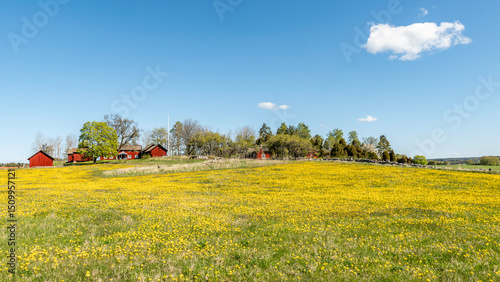 Wallpaper Mural A typically red wooden house and barn in a Swedish summer landscape Torontodigital.ca