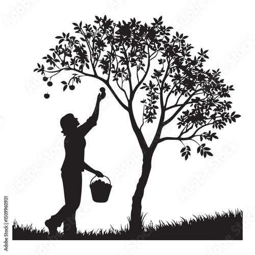 Silhouette of a man picking fruit from a tree 