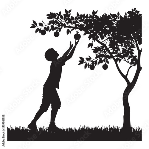 Silhouette of a man picking fruit from a tree 