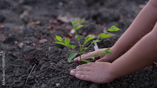 Child's hands planting a tree. Concept of loving the world and conserving the environment. Solving the problem of global warming.