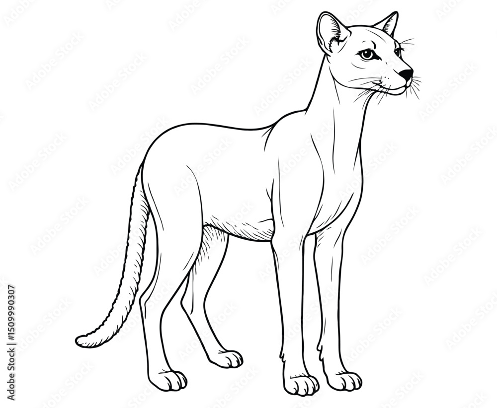 Fototapeta premium Cute Fossa Illustration Coloring Book