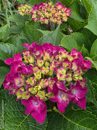 pink hydrangea flowers