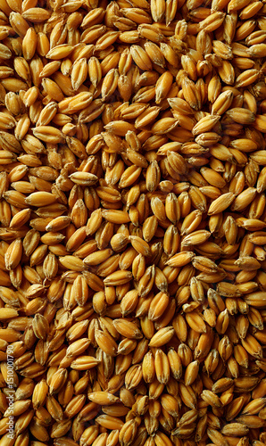 Golden grain field a bounty of harvest ready for milling or use in brewing and baking processes creating abundance