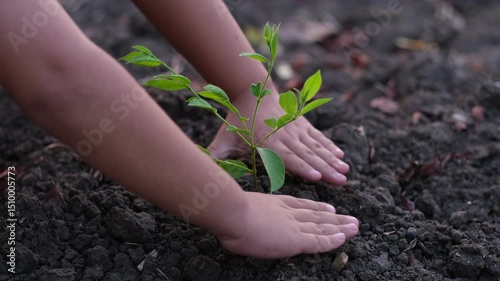 Child's hands planting a tree. Concept of loving the world and conserving the environment. Solving the problem of global warming.