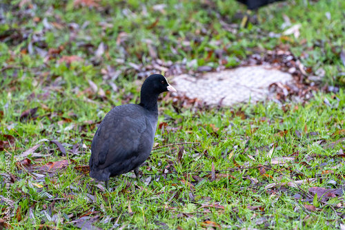 Black Bird on Grass