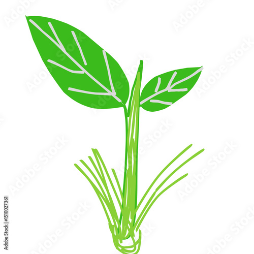 green plant isolated on white