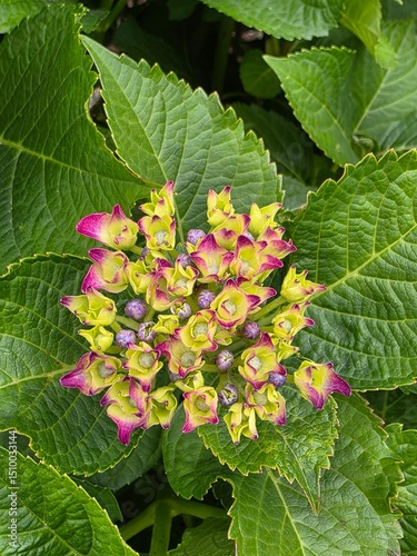 Top View of Young Hydrangea Cluster with Purple-Green Petals and Green Leaves
