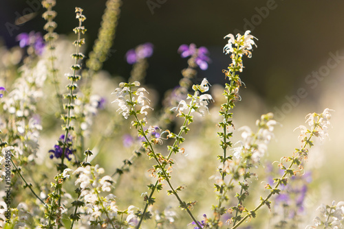 Beautiful spring background...